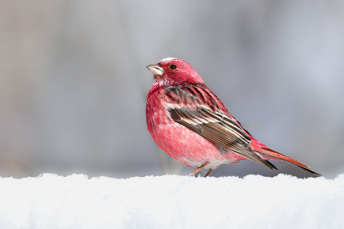 02:Tokyo Birding Escape 4days 3nights