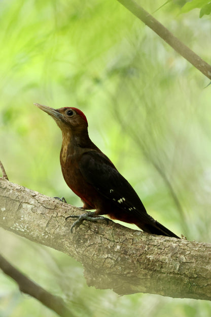 05:Discover Japan's Hidden Birds 5 days 4nights