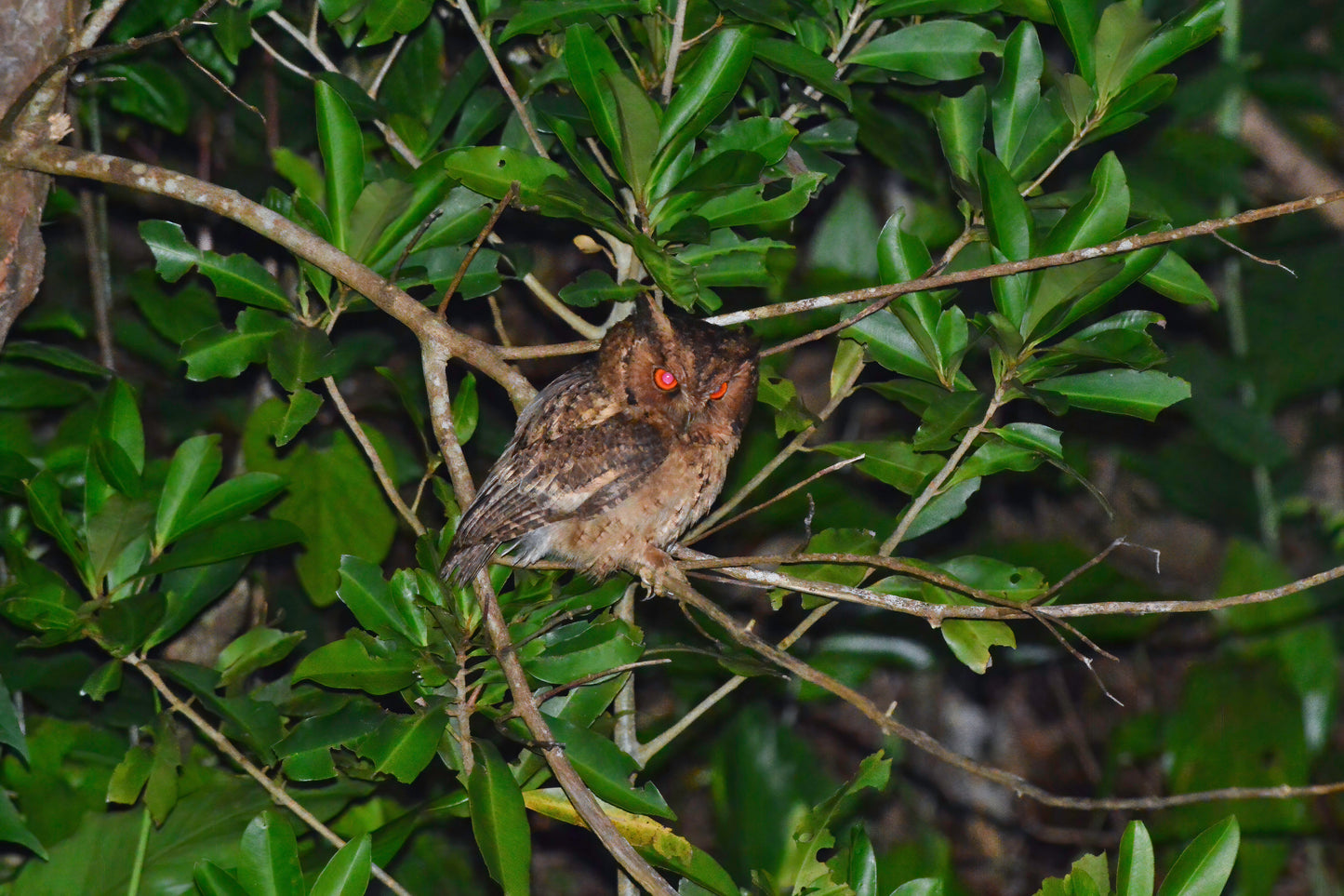 05:Discover Japan's Hidden Birds 5 days 4nights