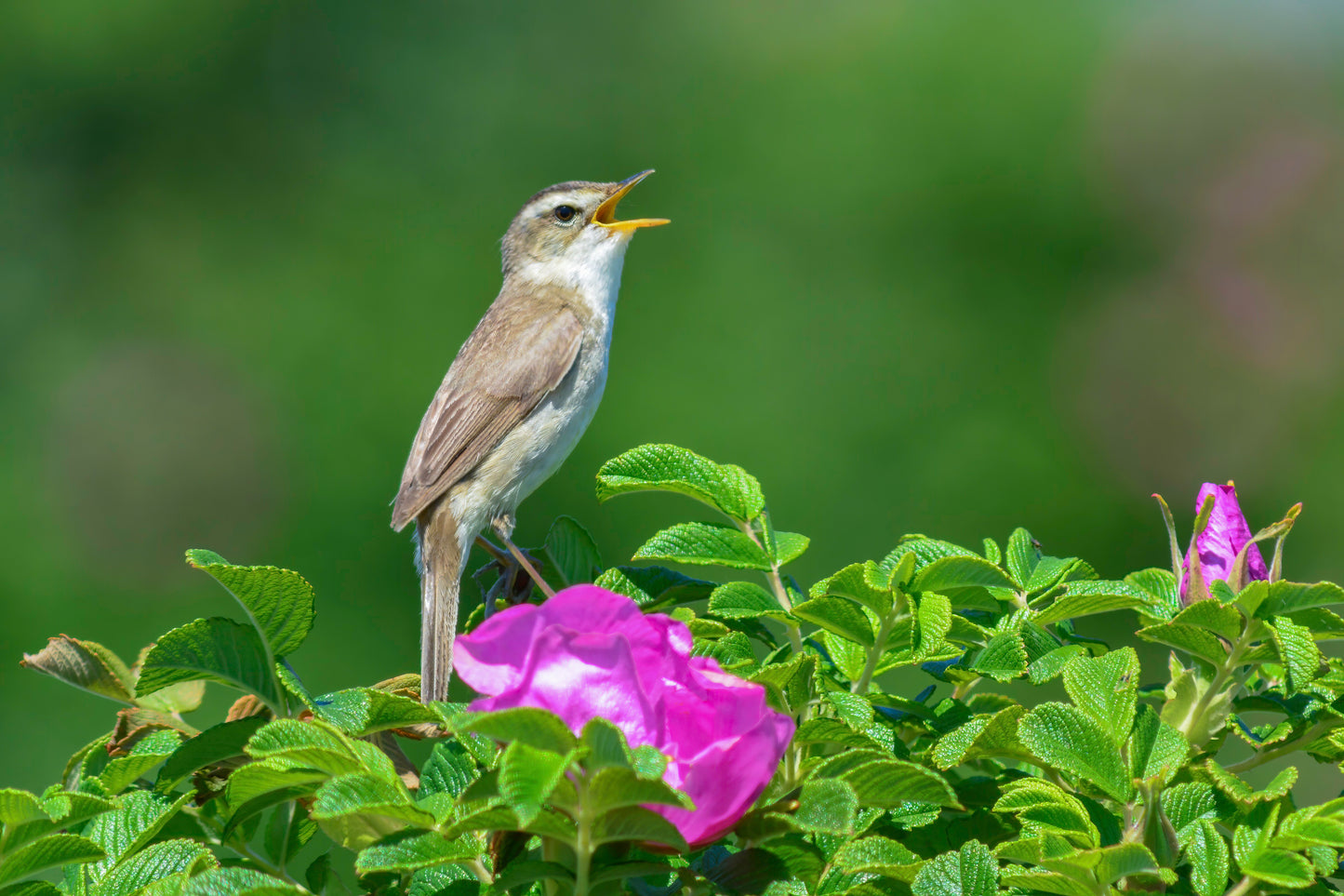 07:Wild Hokkaido Bird Quest 5days 4nights