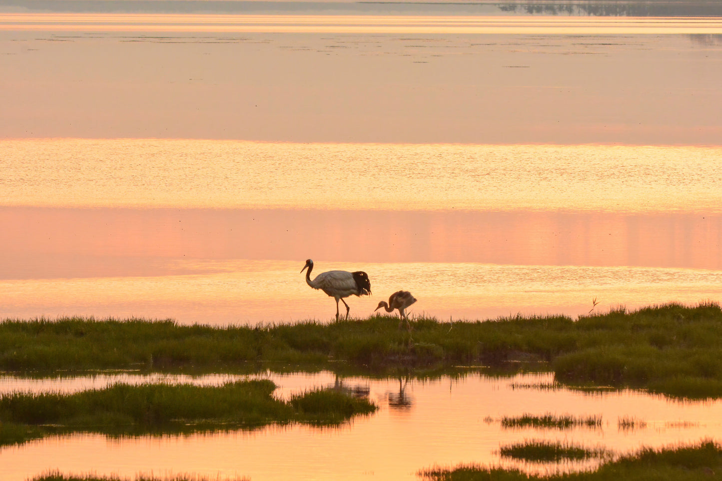 07:Wild Hokkaido Bird Quest 5days 4nights