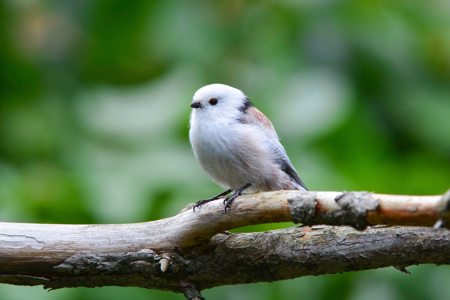 07:Wild Hokkaido Bird Quest 5days 4nights