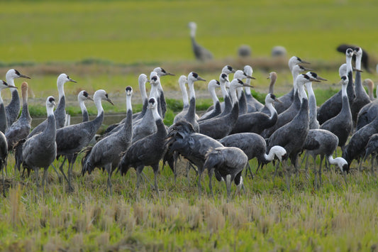 03:Crane Spectacle in Kyushu 5 days 4 nights