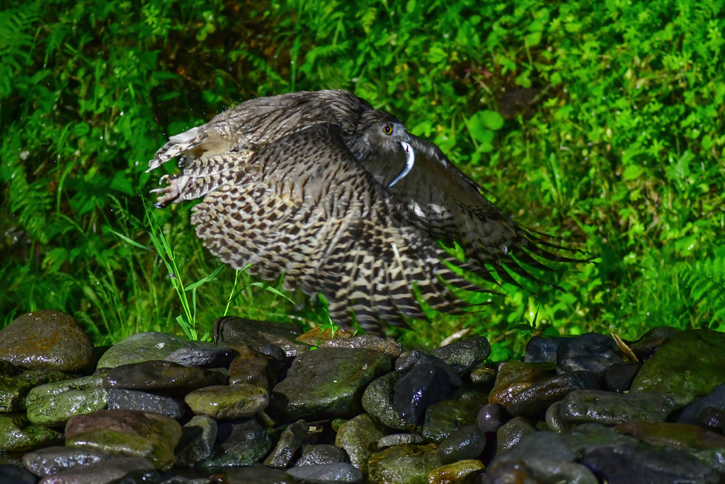 07:Wild Hokkaido Bird Quest 5days 4nights