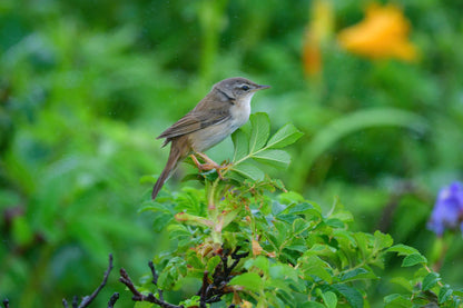 07:Wild Hokkaido Bird Quest 5days 4nights