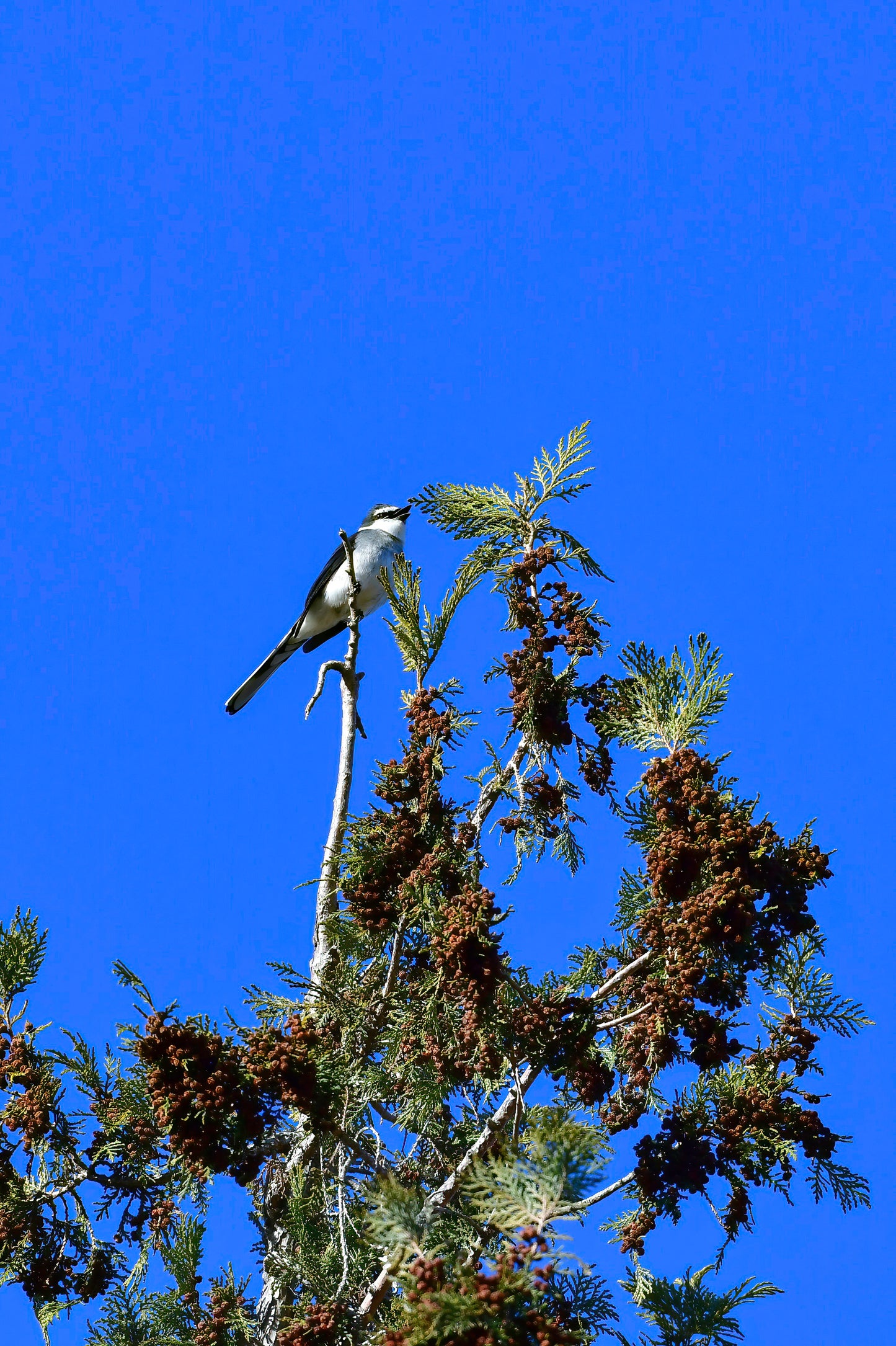 05:Discover Japan's Hidden Birds 5 days 4nights