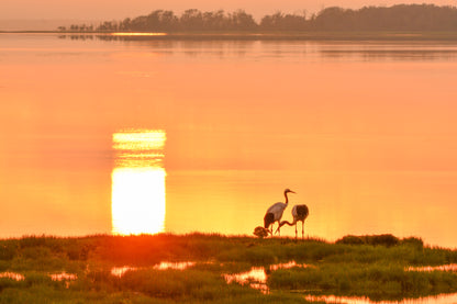 07:Wild Hokkaido Bird Quest 5days 4nights