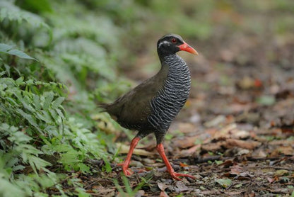 05:Discover Japan's Hidden Birds 5 days 4nights