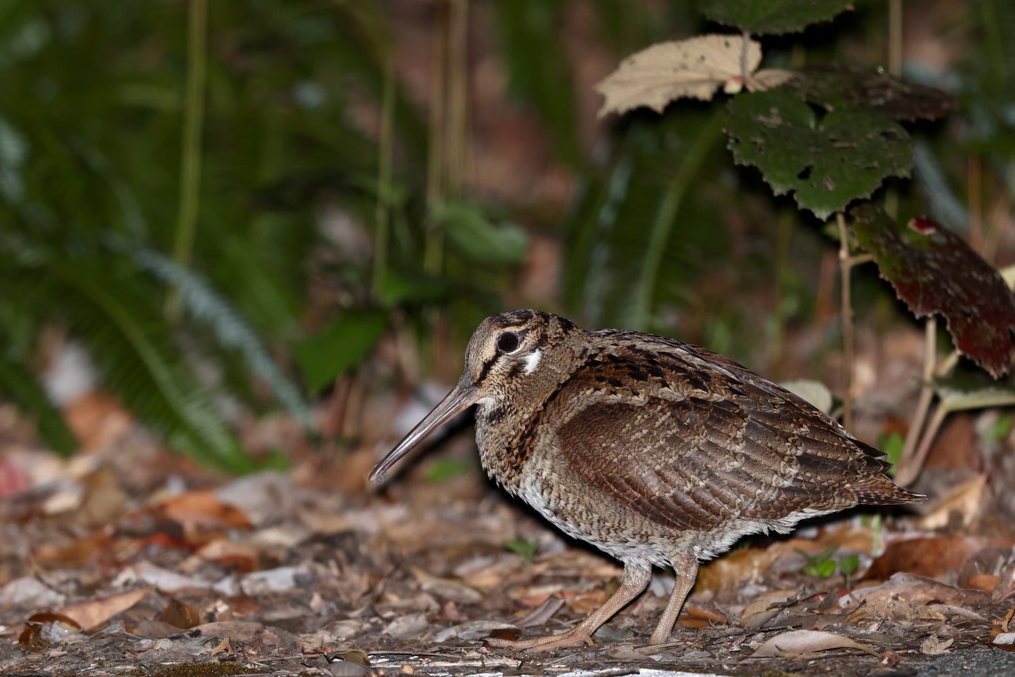 05:Discover Japan's Hidden Birds 5 days 4nights